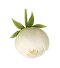 گل